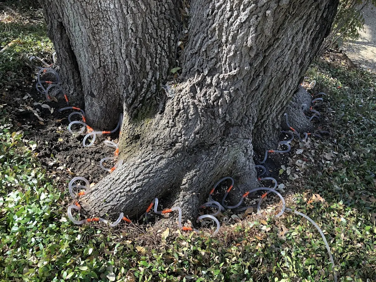 Detailed Tree Cabling and Bracing job site in Prairie Du Rocher