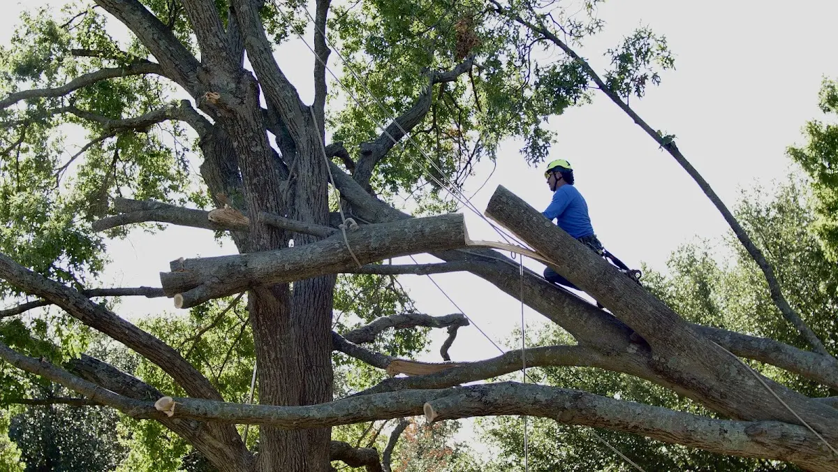 Professional Hazardous Tree Removal performed by certified arborists in Prairie Du Rocher